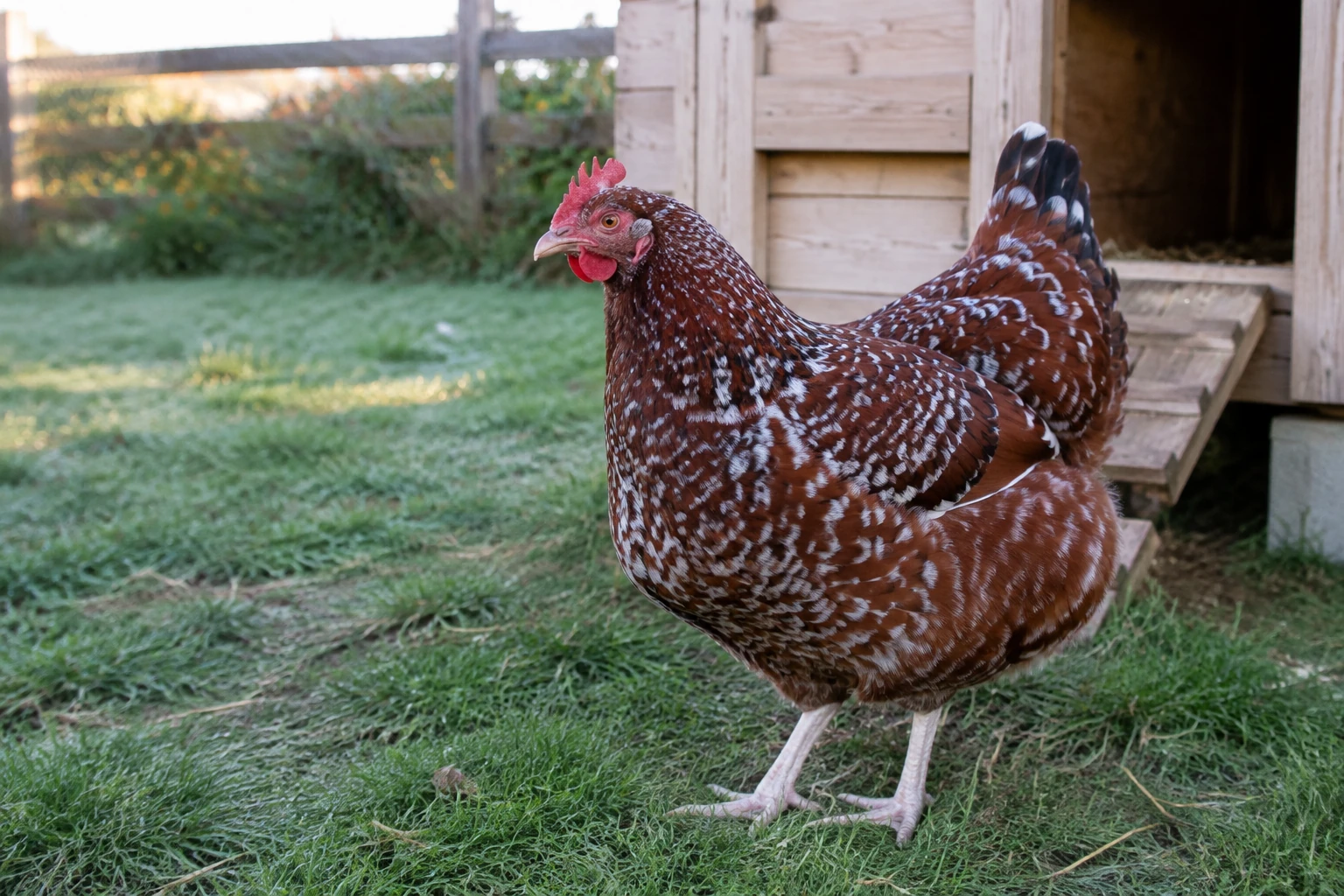 AI-generated editorial image of a reddish-brown chicken with white speckles standing beside a wooden coop